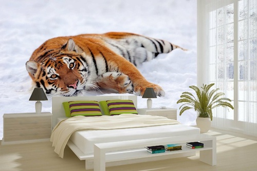 Vlies Fototapete - Tiger im Schnee 375 x 250 cm
